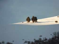 http://www.juliesteyer.com/files/gimgs/th-24_Pyrenees Julie Steyer.jpg